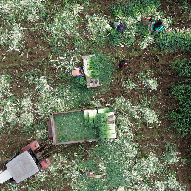 Bafra Ovası'nda pırasada 18 bin ton rekolte bekleniyor