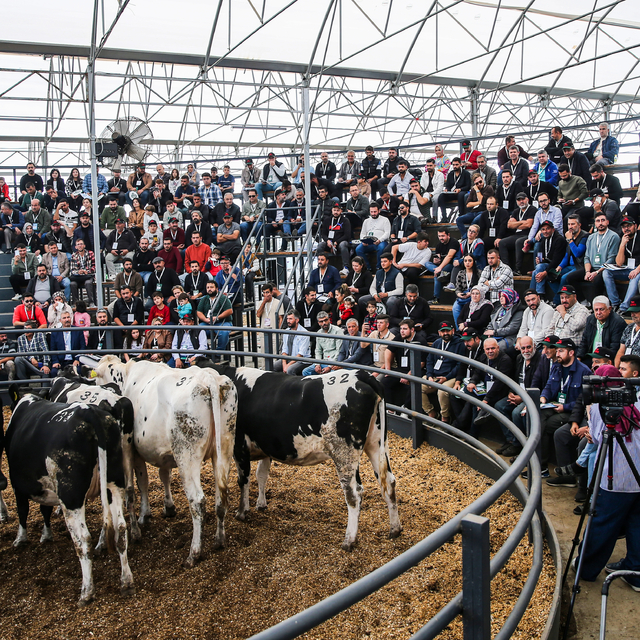 Hayvancılıkta aracılığın önüne geçilen mezatta genç ve kadın üreticilere ye...