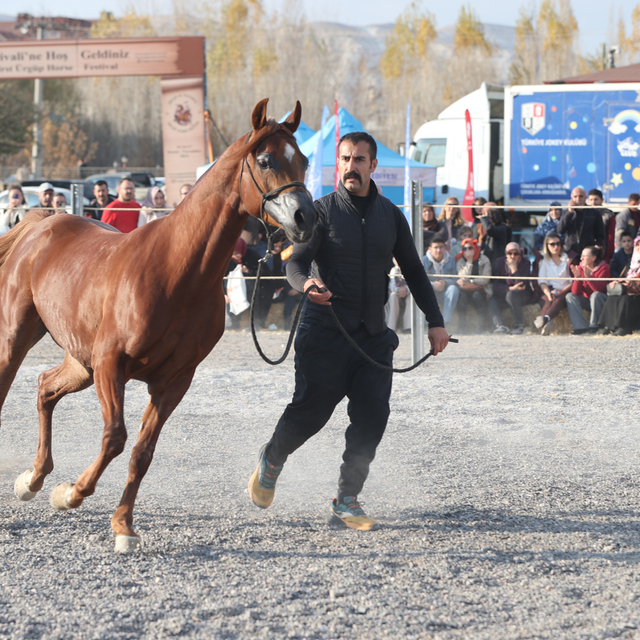 Ürgüp'te "at güzellik yarışması" yapıldı