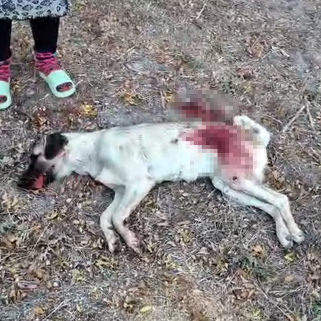 Tüfekle komşusunun beslediği yavru köpeği öldürdü