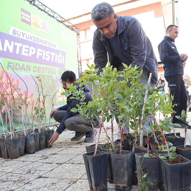 Konya'da Antep fıstığı üretimi için çiftçiye destek