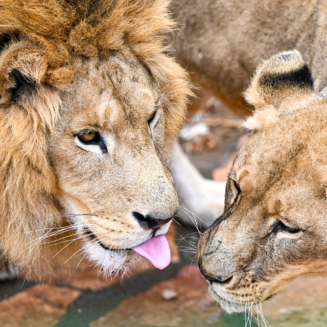 Gaziantep Doğal Yaşam Parkı ara tatilde 175 bin kişiyi ağırladı