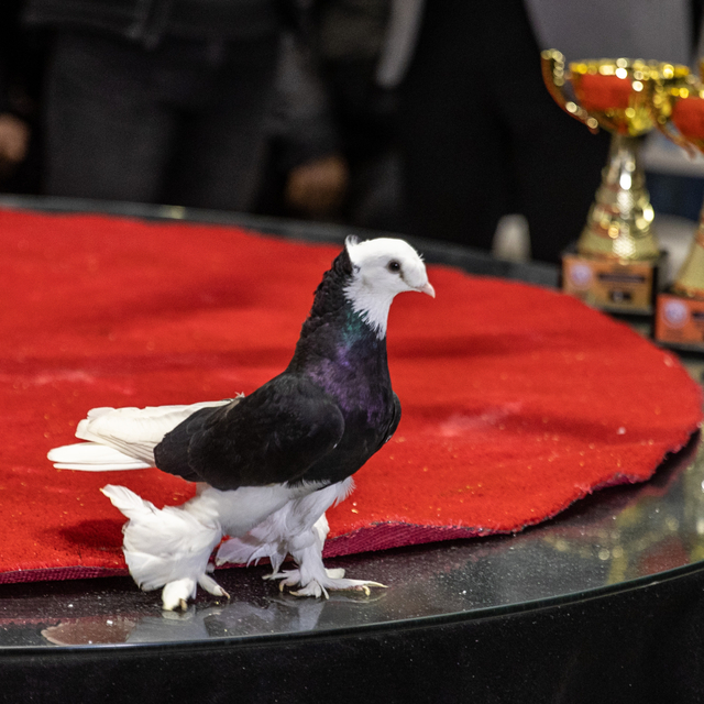 Sakarya'da güvercinler derece yapmak için yarıştı