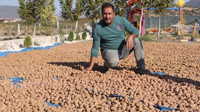 7 yıl önce başlayan çalışmayla Denizli'de hedef ceviz üretiminde zirve