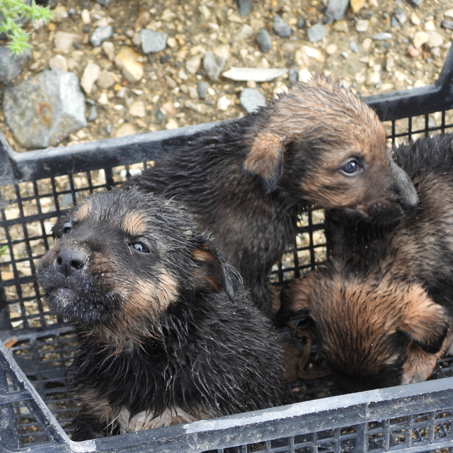 Su tahliye borusuna sıkışan yavru köpekler kurtarıldı