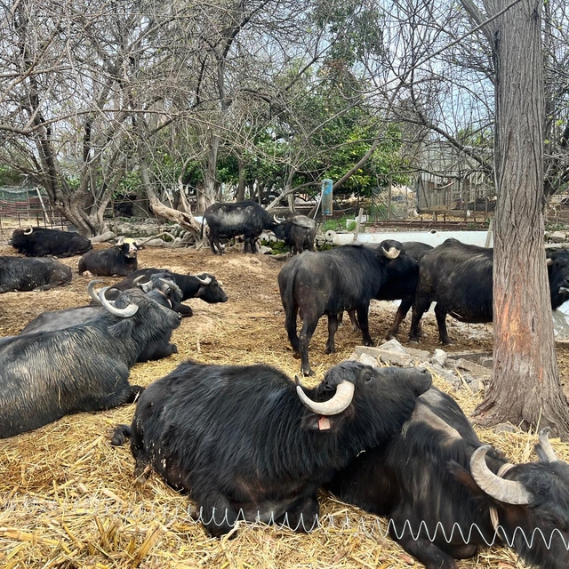 Kadın girişimcinin çiftliğinde ürettiği manda sütü talep görüyor