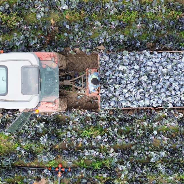 Bafra Ovası'nda kırmızı lahanada 130 bin ton rekolte bekleniyor