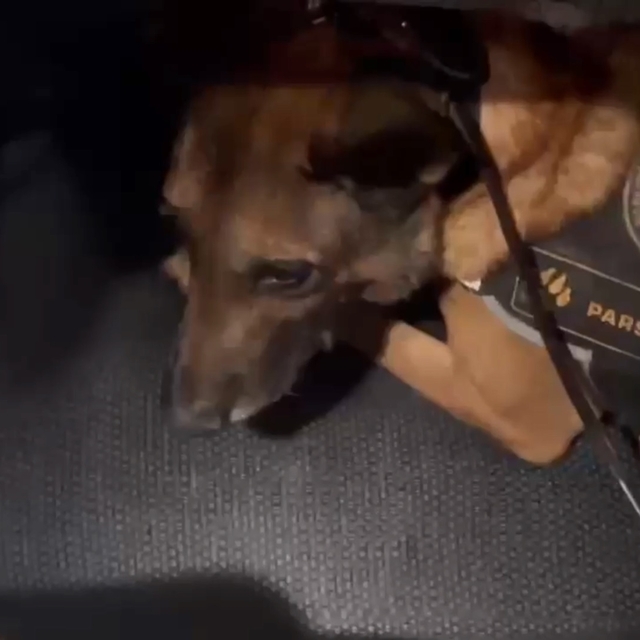 TIR'daki 6 kilo skunku 'Pars' buldu