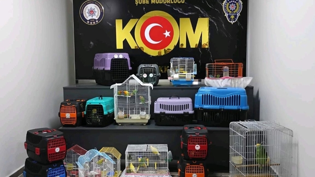 Çanakkale'de kaçak yollara yurda sokulan 63 papağana el konuldu