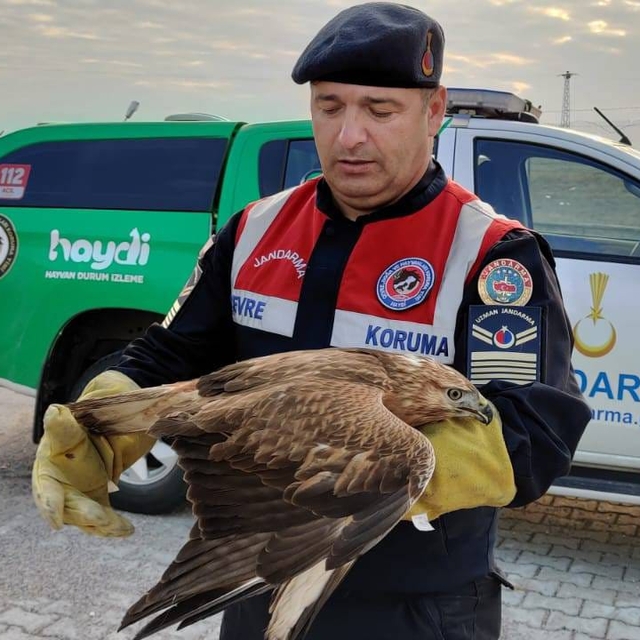 Yozgat'ta jandarmanın yaralı bulduğu şahin tedavi edilecek