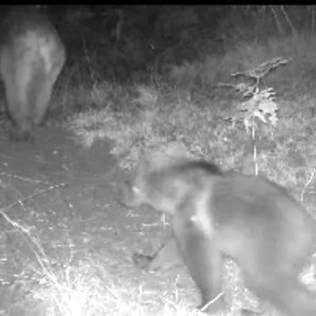 Bolu'da yaban hayatı fotokapanlarda