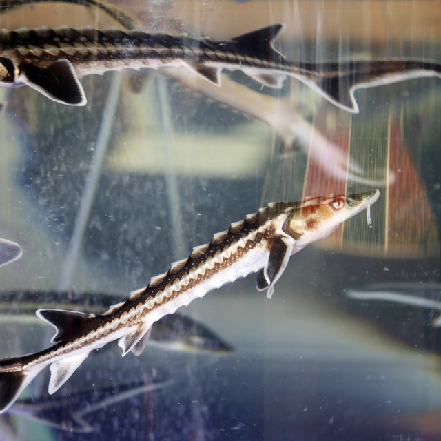 Akdeniz'de yetiştirilip, Karadeniz'e bırakılan 20 bin mersin balığı çiple i...