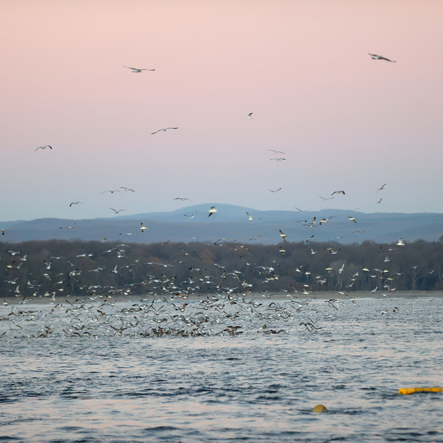 Karadeniz'de balıkçı teknelerine eşlik eden martıların yiyecek bulma telaşı...