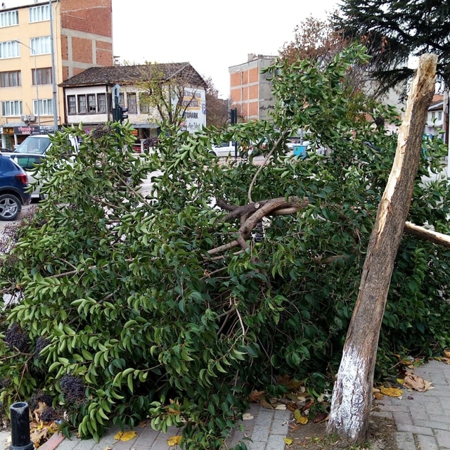 Bursa'da lodos yaşamı olumsuz etkiledi (3)