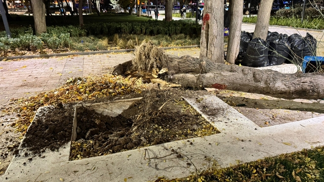 Ankara'da rüzgar nedeniyle ağaç devrildi