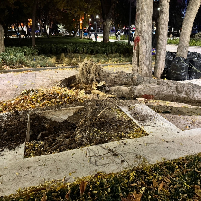 Ankara'da rüzgar nedeniyle ağaç devrildi