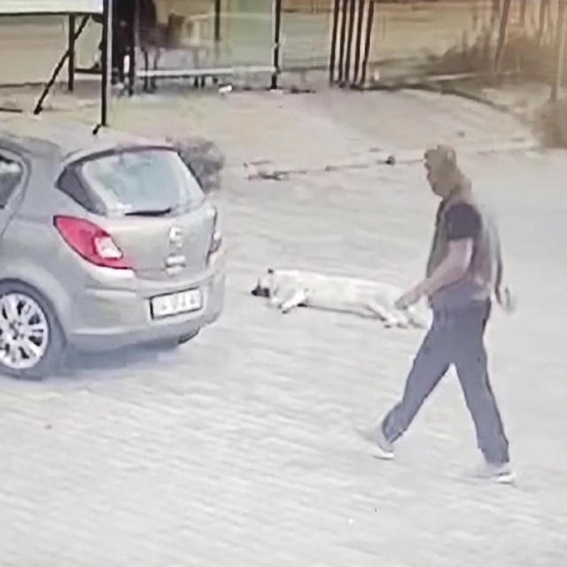 Köpeğin üzerinden geçip yoluna devam etti; o anlar kamerada