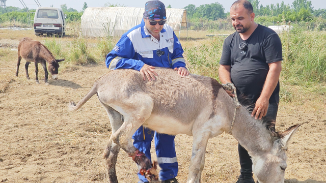Ölüme terk edilen yaralı eşeği tedavi ettirip, yeniden yürümesini sağladı