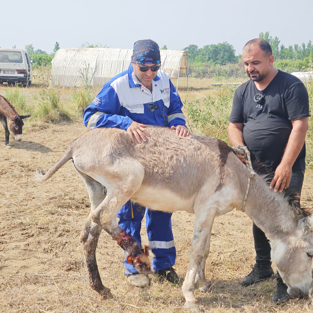 Ölüme terk edilen yaralı eşeği tedavi ettirip, yeniden yürümesini sağladı