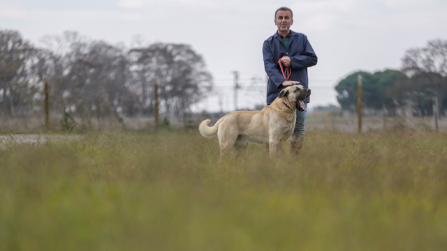 Safkan akbaş ve Kangal köpeklerinin gen kaynağı 28 yıldır Karacabey'de korunuyor