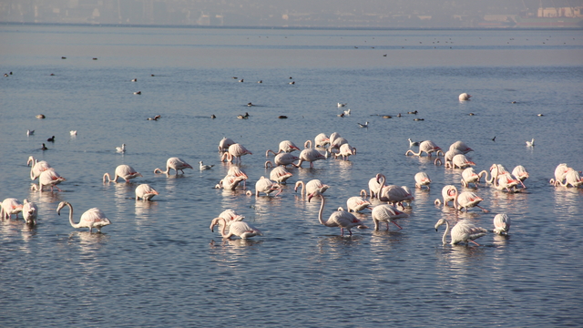 İzmit Körfezi'nde flamingo güzelliği