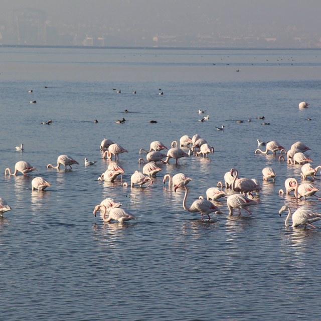 İzmit Körfezi'nde flamingo güzelliği
