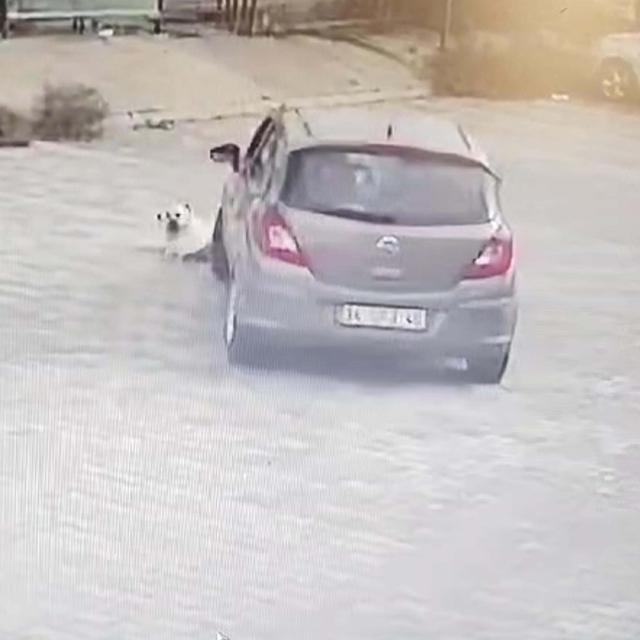 Yolda yatan köpeği ezen sürücü yakalandı