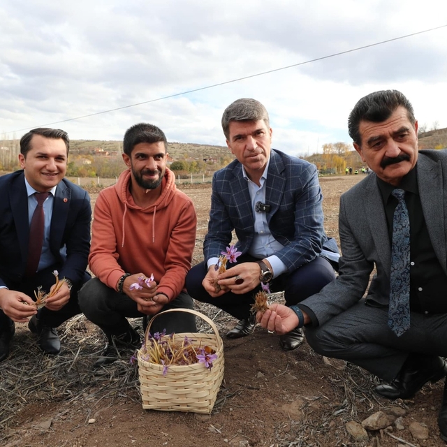 Amasya'da safran hasadı yapıldı