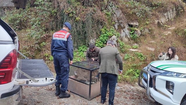 Artvin'de yaralı karaca tedavi edildi