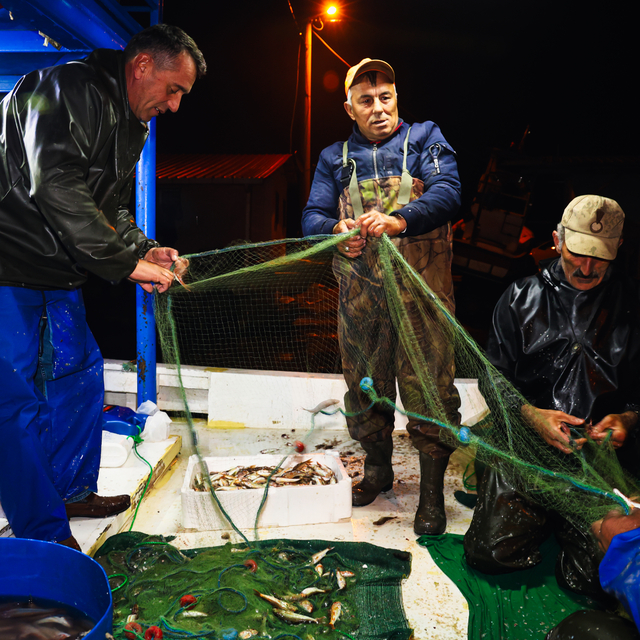 Sakarya'da balıkçılar limana bol miktarda tekirle döndü