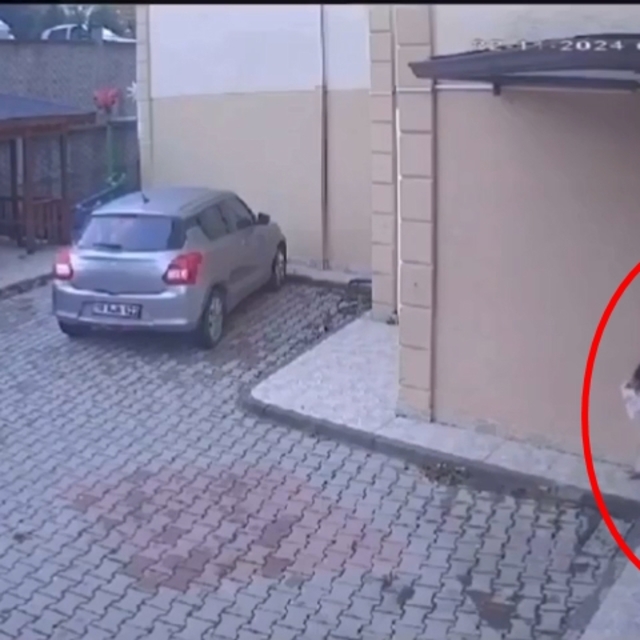 Site bahçesindeki köpeğe ayakkabı fırlatıp, tekme attı; o anlar kamerada