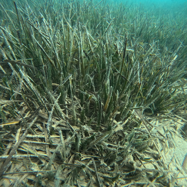 Doğu Akdeniz'deki deniz çayırlarının korunması için çalışma yapılacak