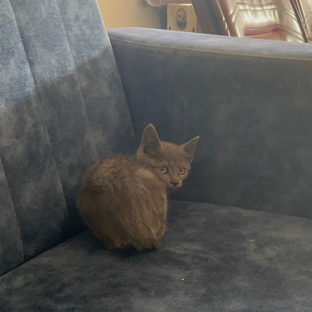 Erzurum'da aracın altına giren kedinin 850 kilometrelik yolculuğu Çankırı'd...