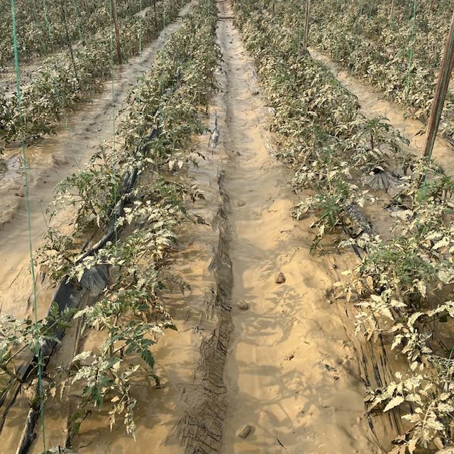 GÜNCELLEME 2 - Antalya'da hortum ve kuvvetli sağanak seralara zarar verdi