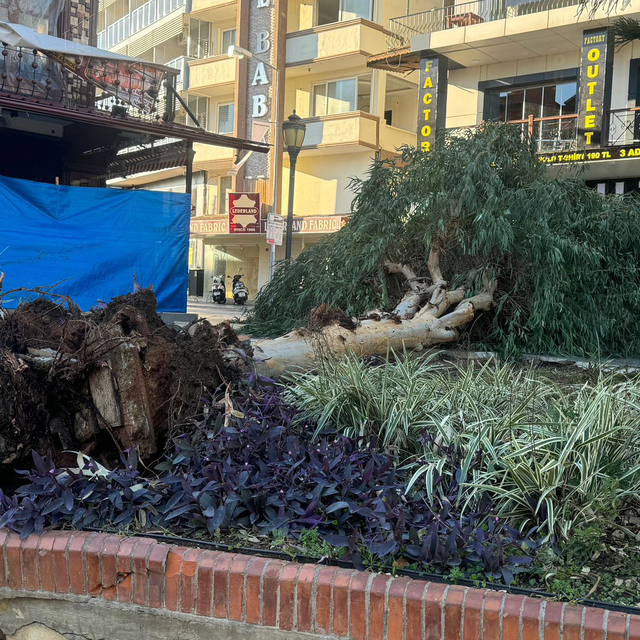 Antalya'da fırtına ağaçları devirdi, seraları yıktı (4)