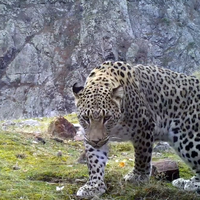 Türkiye'de 10 Anadolu parsı görüntülendi; hepsi erkek