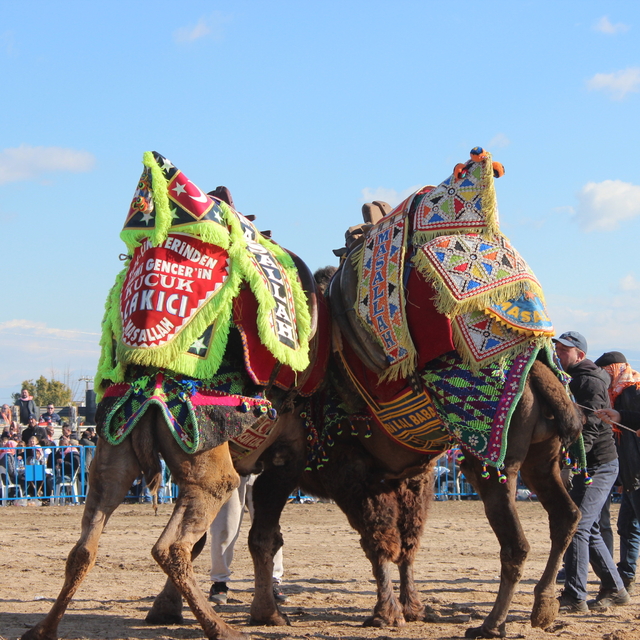 Bayındır'da deve güreşi şenliği yapıldı