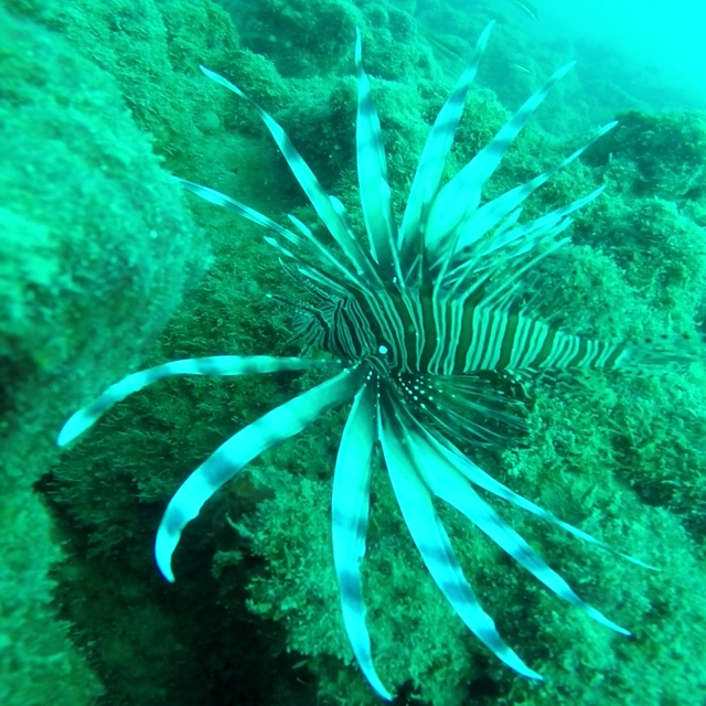 Prof. Dr. Ayas: Akdeniz tropikalleşiyor