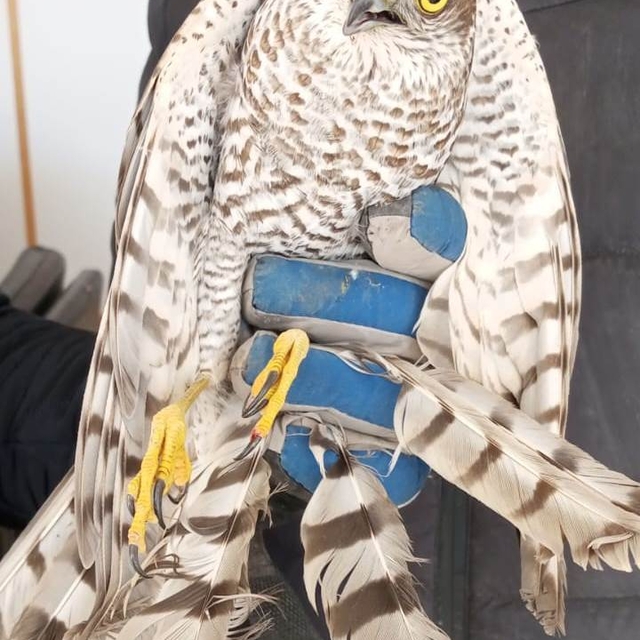 Yaralı halde bulunan atmaca tedavi edilecek