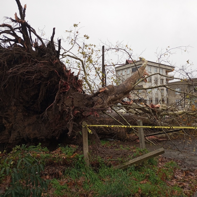 Samsun'da şiddetli rüzğarda 600 yıllık çınar ağacı devrildi