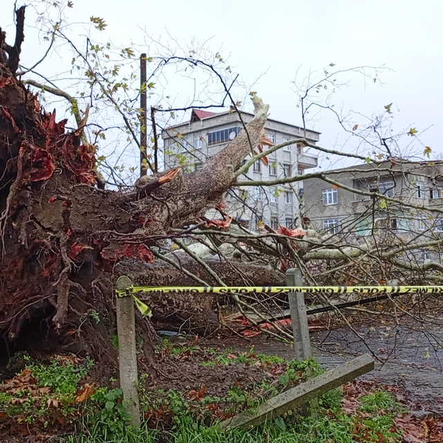 Samsun'da şiddetli rüzgarda 650 yıllık anıt ağaç devrildi
