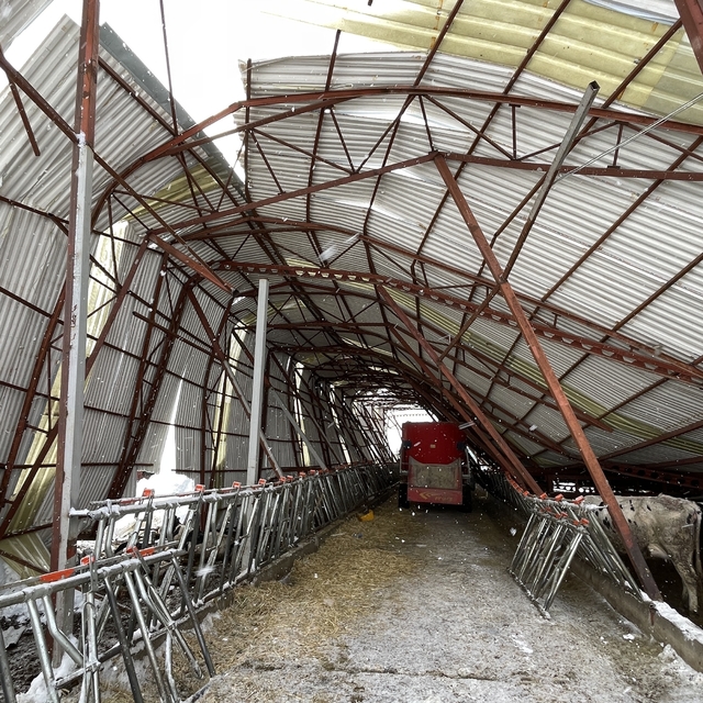 Kayseri'de çatısı çöken ahırdaki 30 büyükbaş hayvan telef oldu