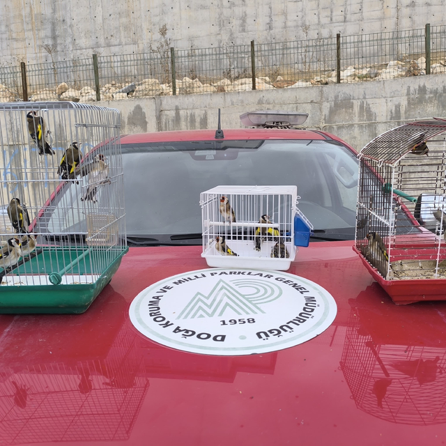 Şanlıurfa'da operasyonda ele geçirilen 20 saka kuşu doğaya salındı