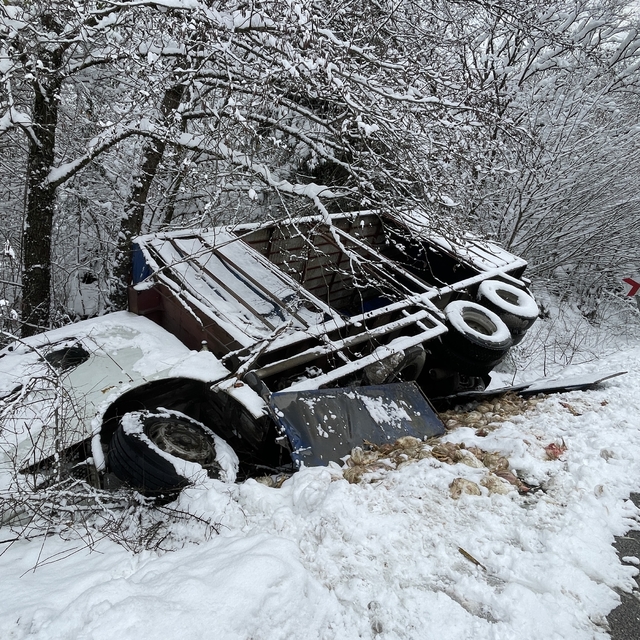 Bolu'da kamyonun devrildiği kazada onlarca tavuk telef oldu