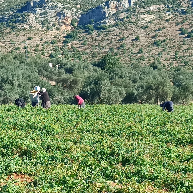 Adana'da açık alanda yetiştirilen güz domatesinde hasat başladı