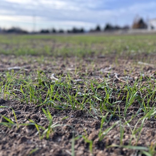 Prof. Dr. Kaya: Trakya'da bu kış da kar görmezsek, kuraklıktan son derece z...