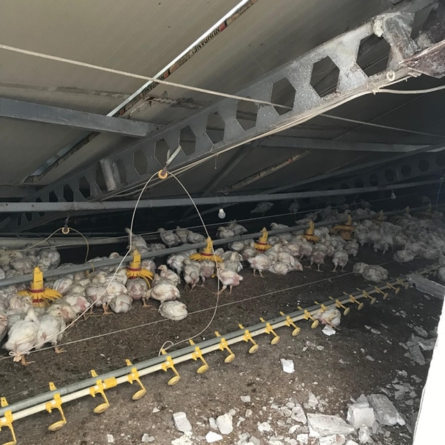 Göynük'te karın ağırlığına dayanamayan kümesin çatısı çöktü