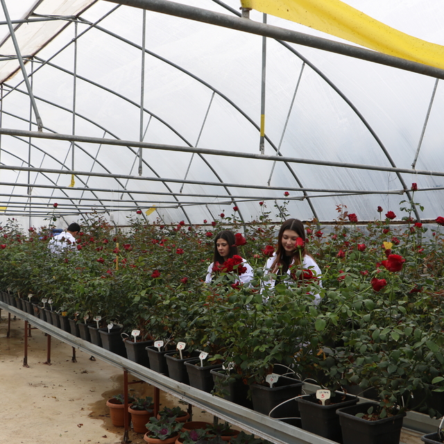 Hamsi atıklarıyla geliştirilen gübreyle gül yetiştiriyorlar