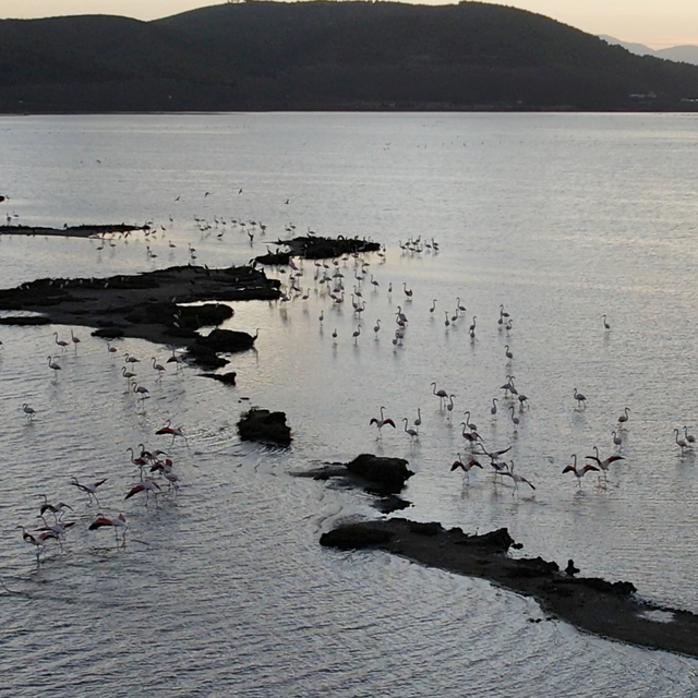 Muğla'daki Tuzla Sulak Alanı'nda göçmen kuş yoğunluğu yaşanıyor