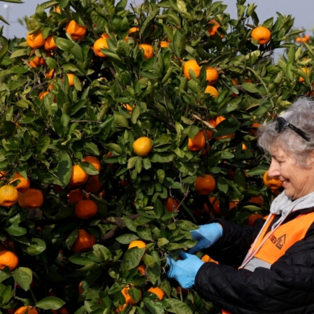 LÖSEV çiftliklerinde üretilen mandalinalar kanser hastalarına umut oluyor